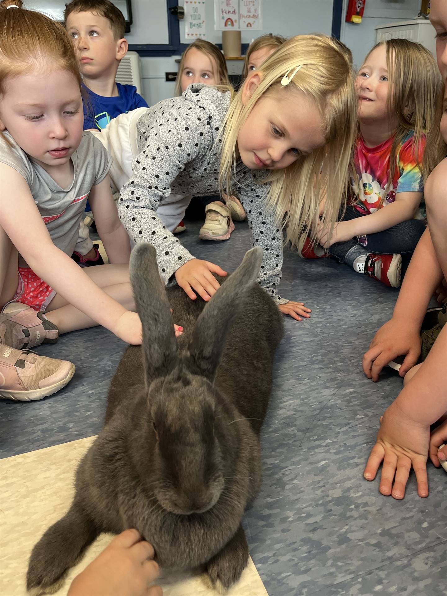 students petting a large gray bunny