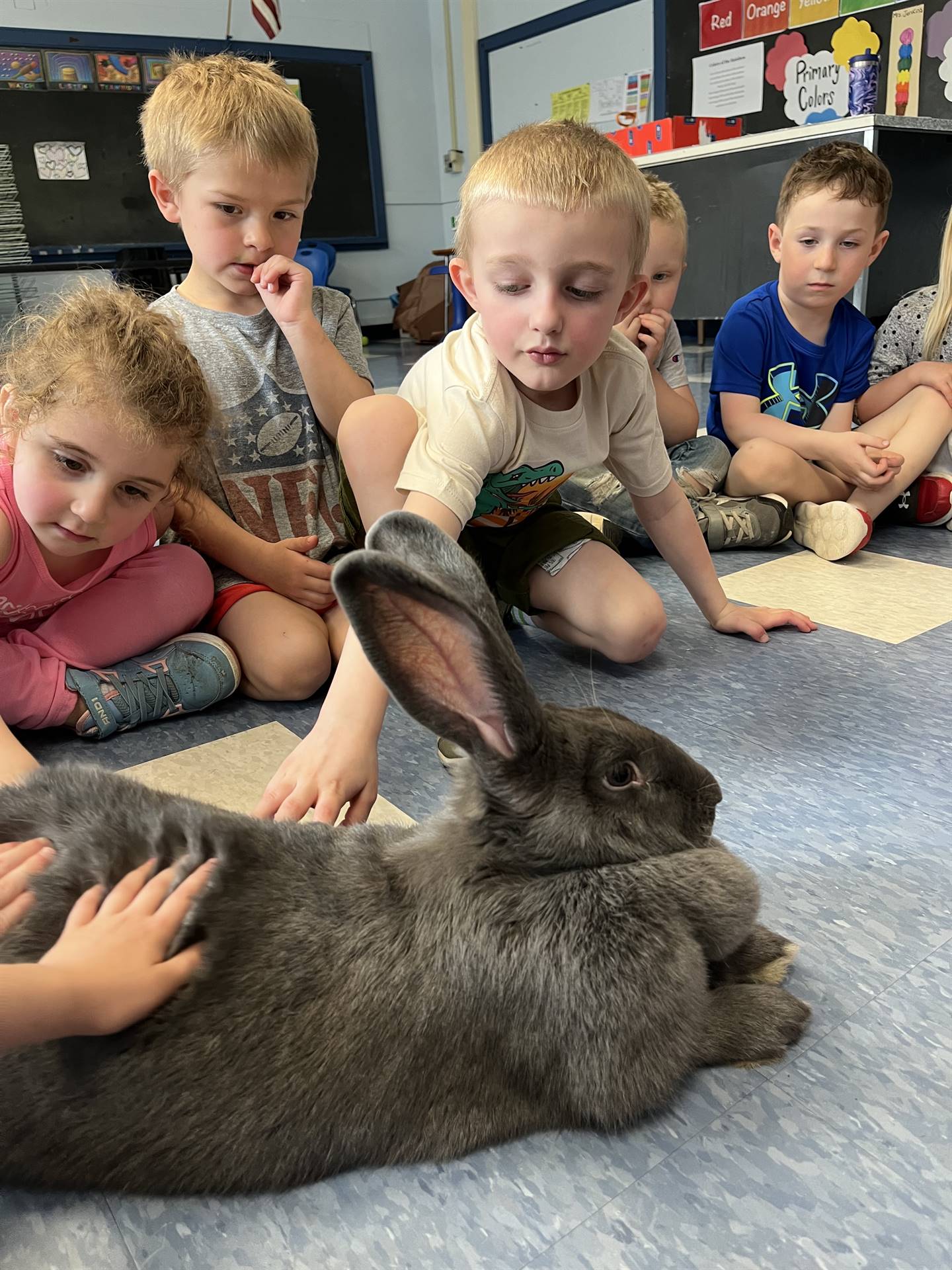 students petting a large gray bunny