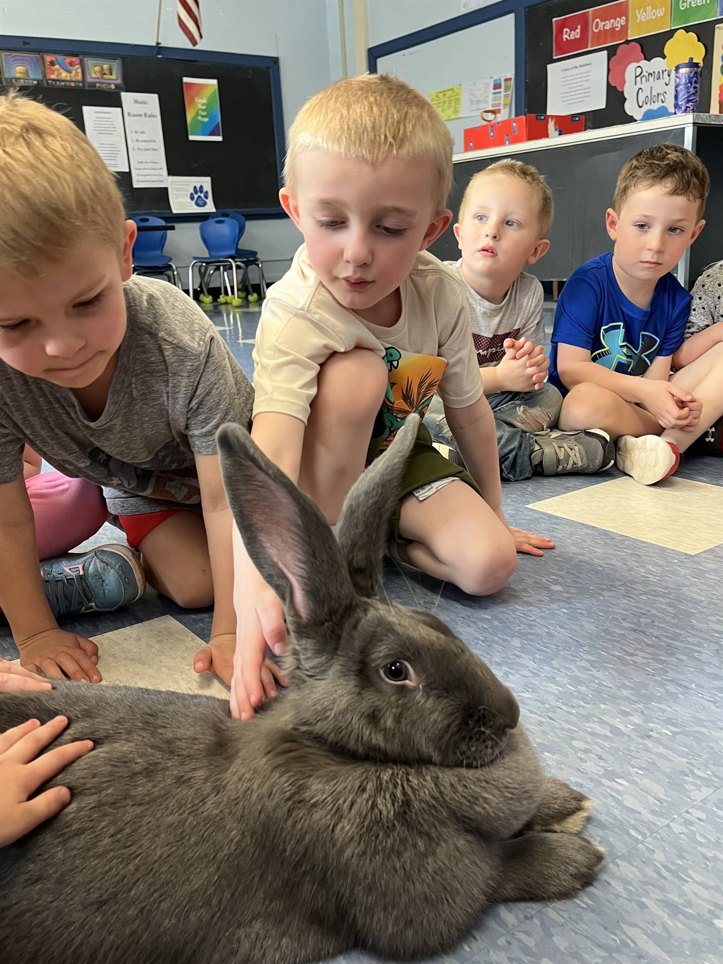 students petting a large gray bunny