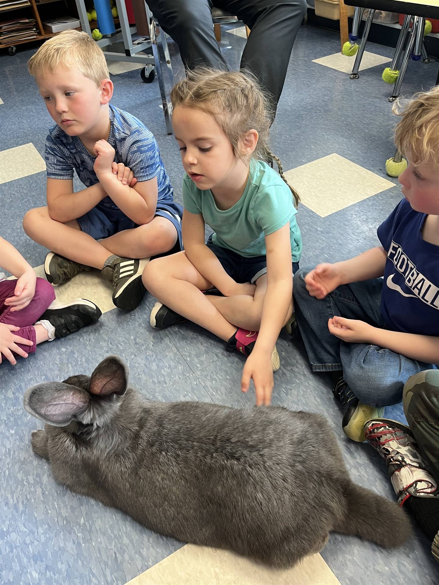 students petting a large gray bunny