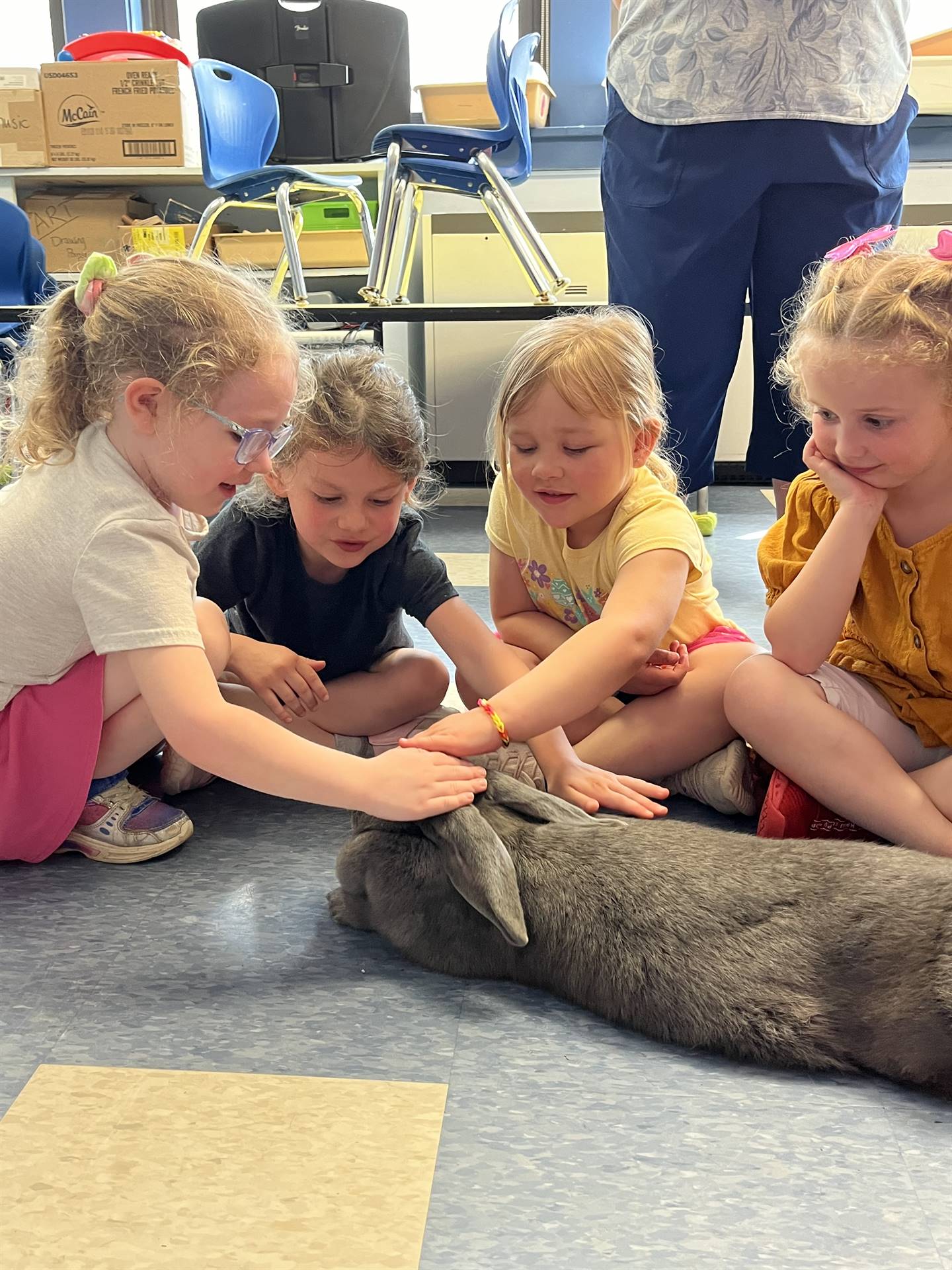 students petting a large gray bunny