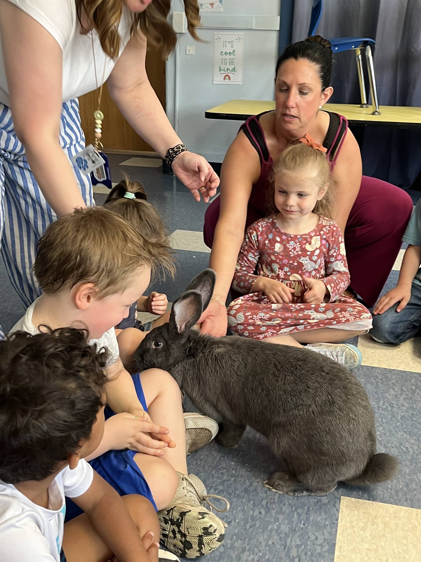 students petting a large gray bunny