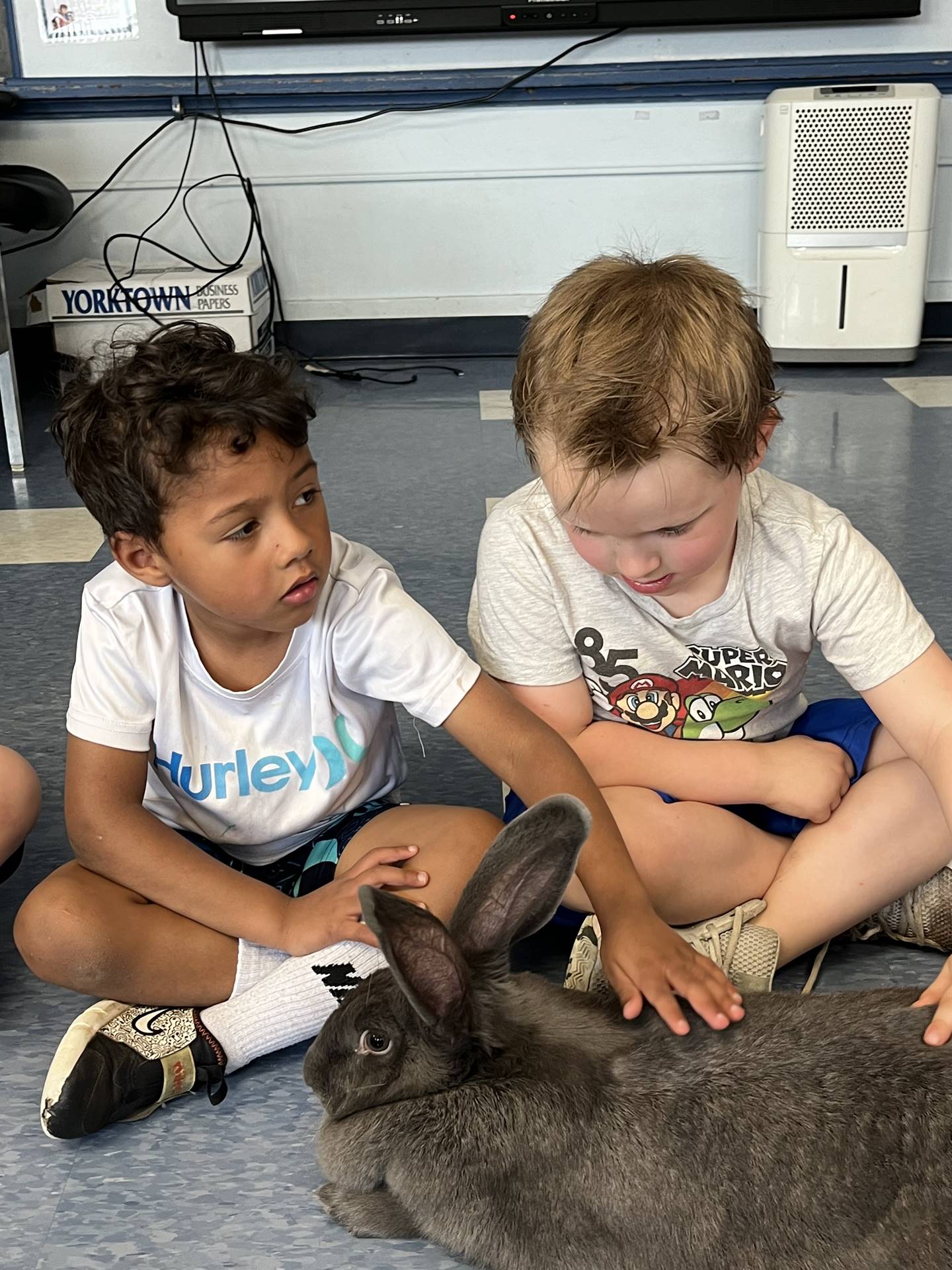 students petting a large gray bunny