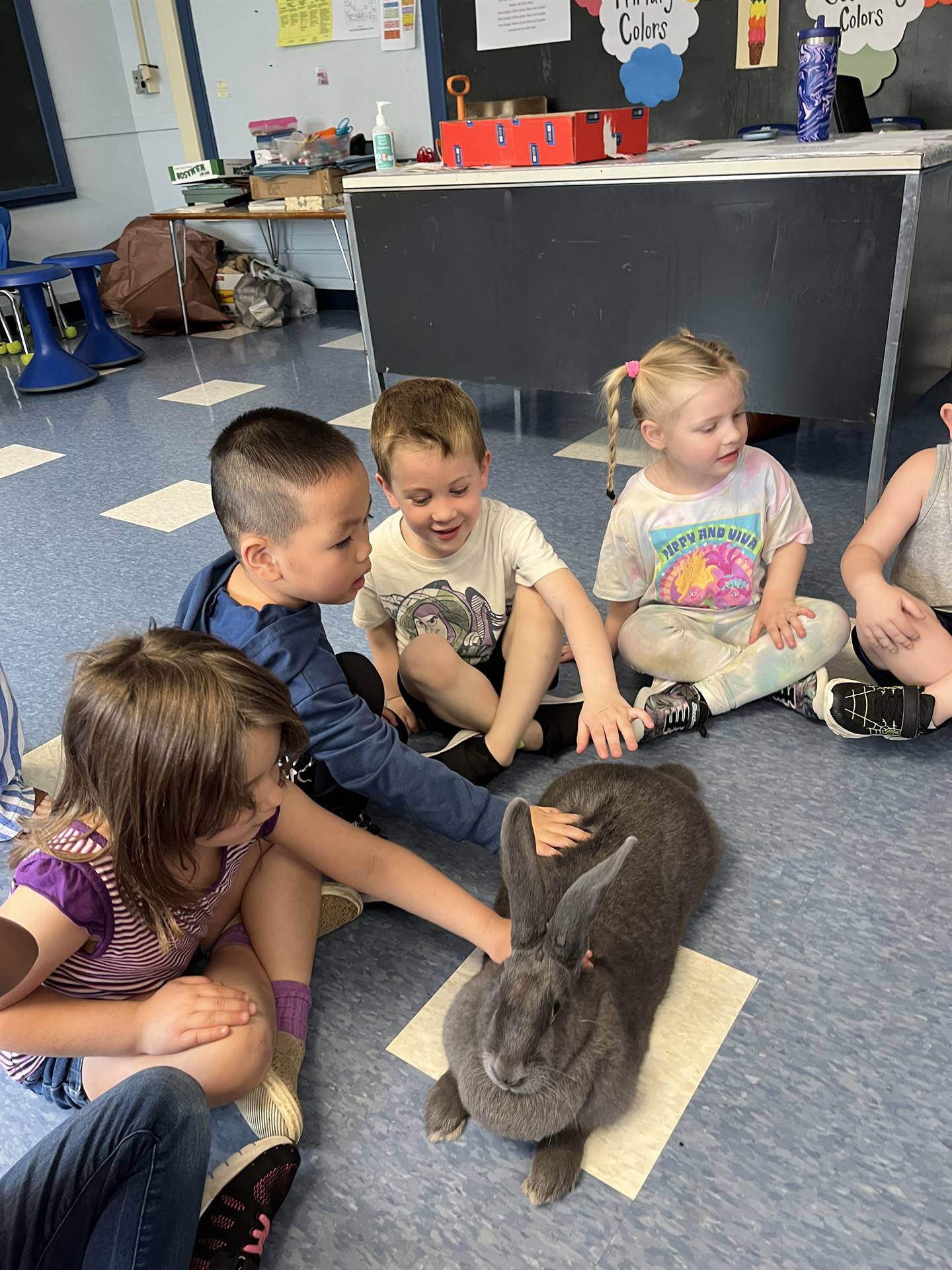 students petting a large gray bunny