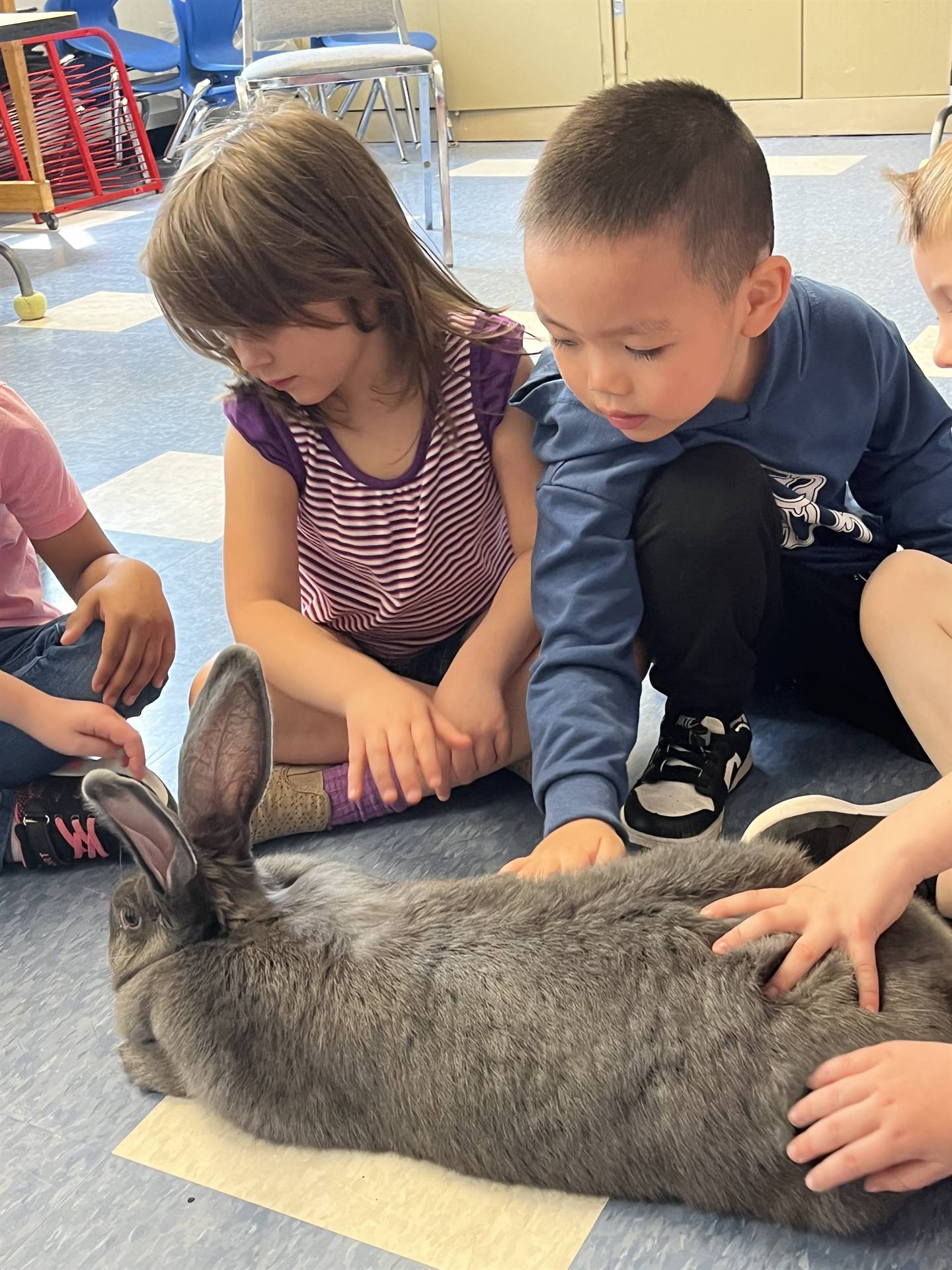 students petting a large gray bunny