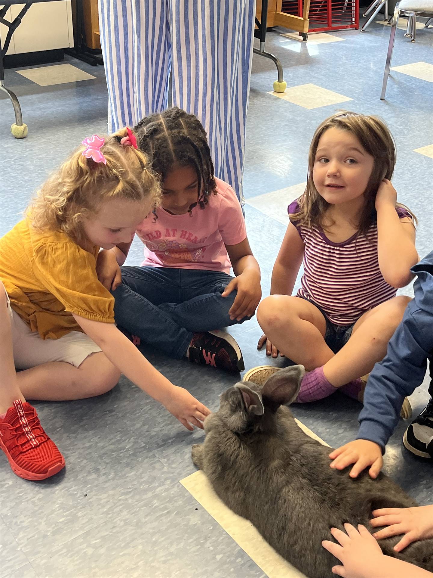 students petting a large gray bunny