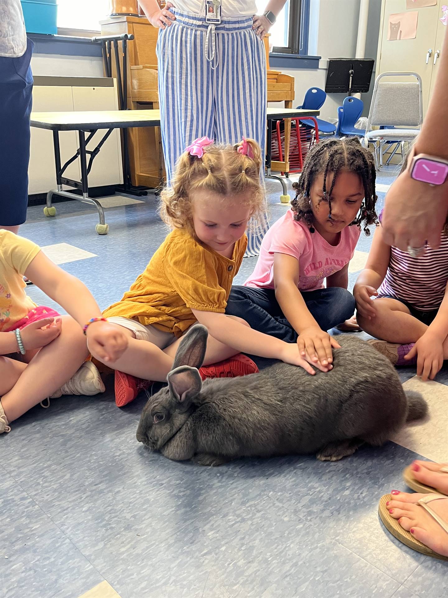 students petting a large gray bunny