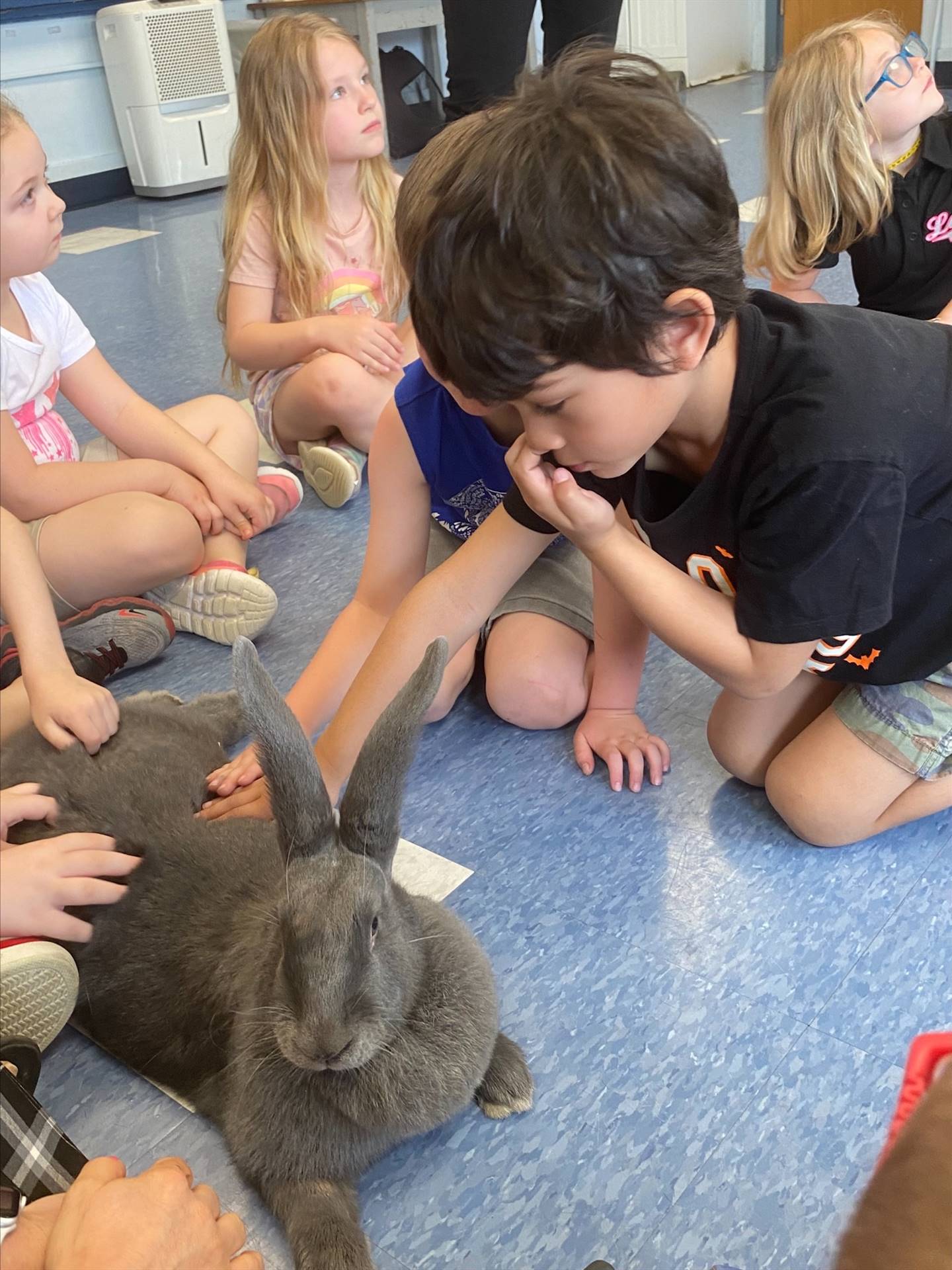 students petting a large gray bunny