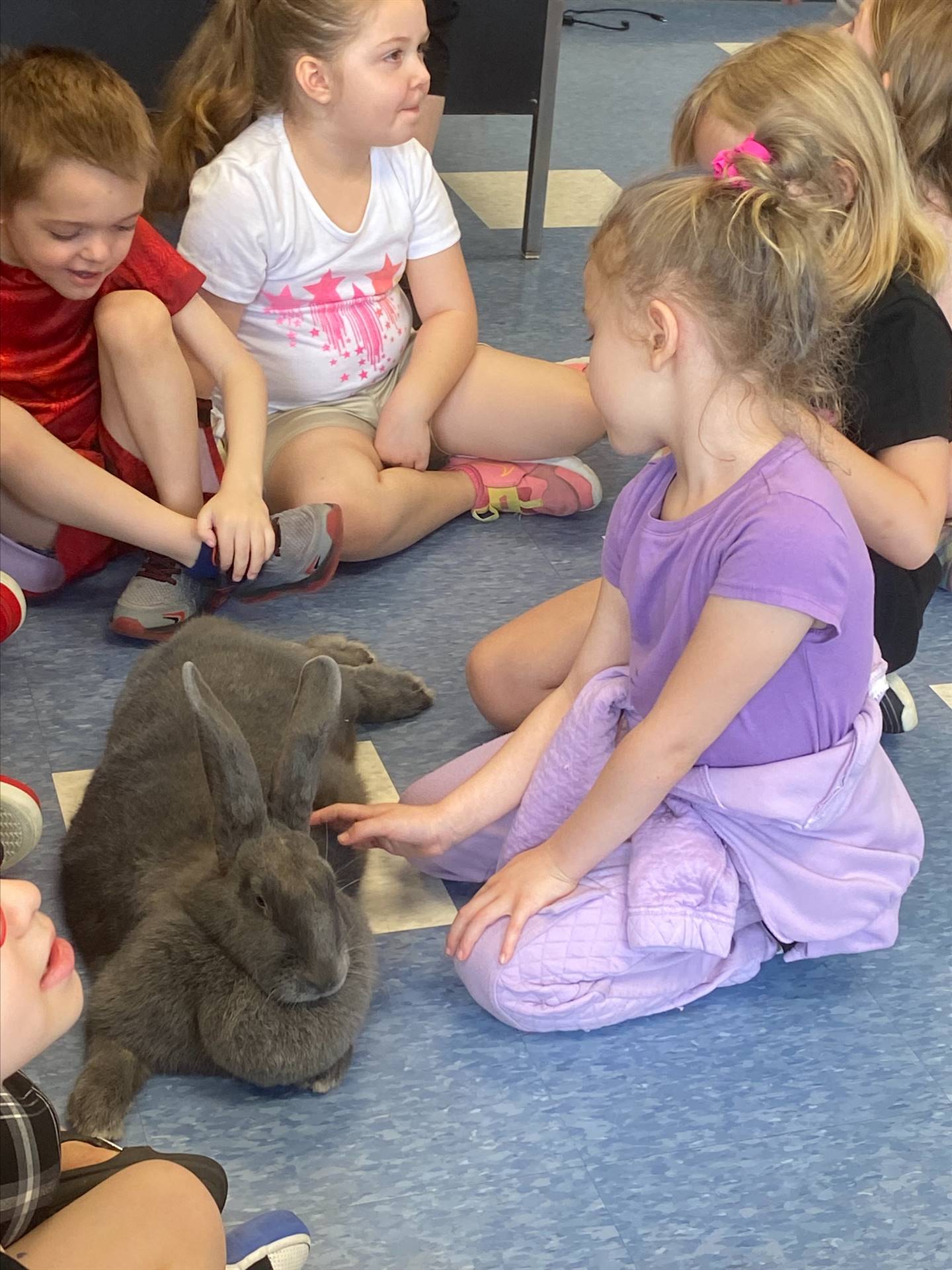 students petting a large gray bunny