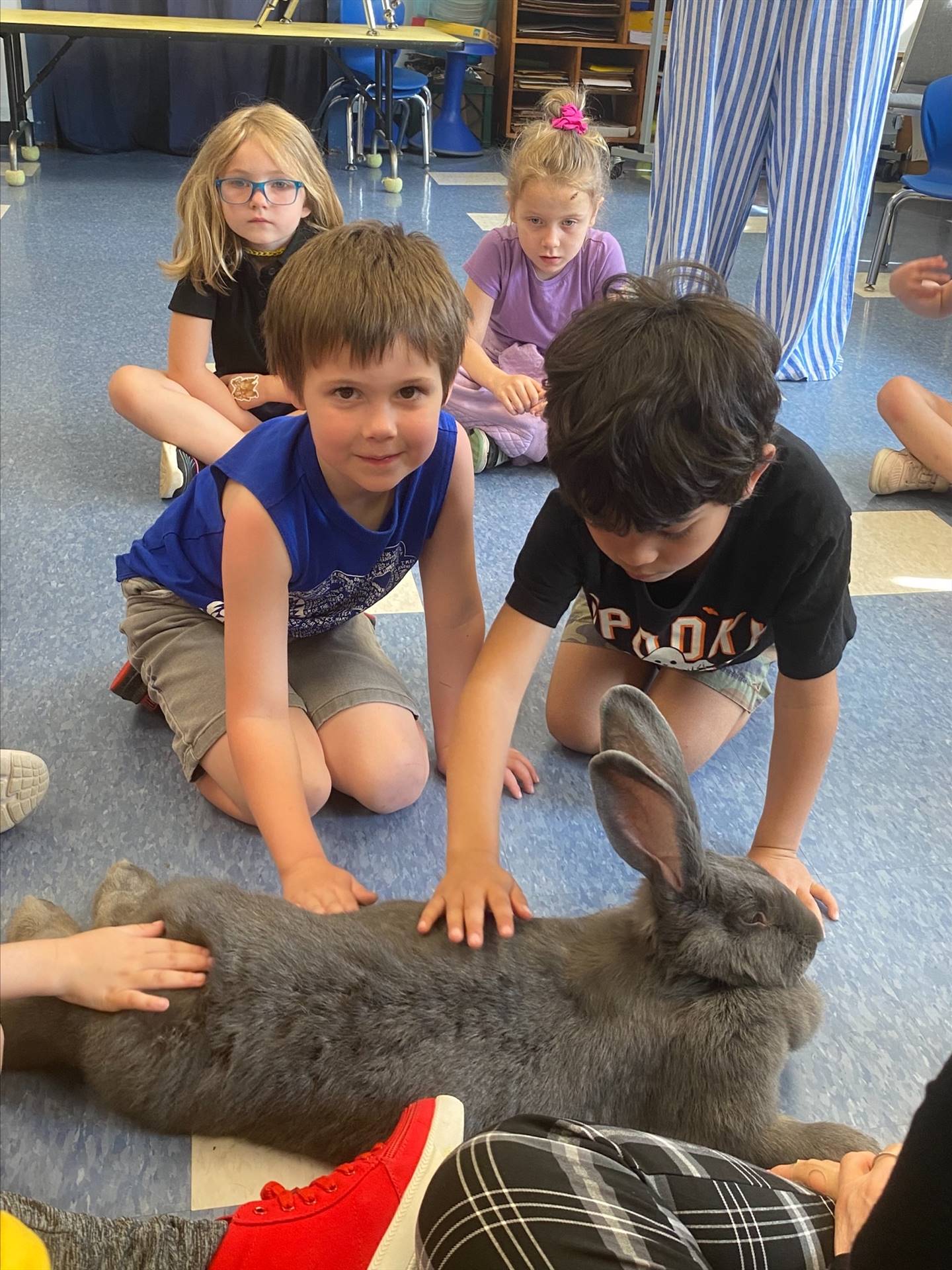 students petting a large gray bunny