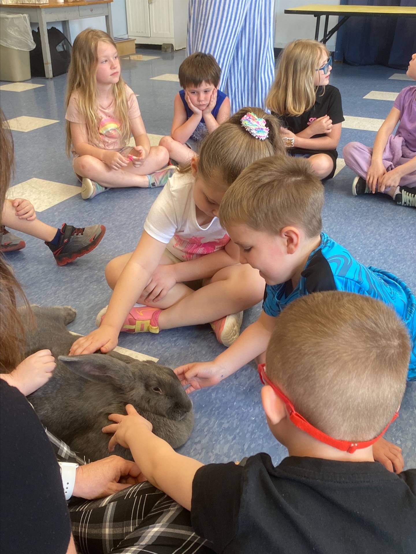 students petting a large gray bunny