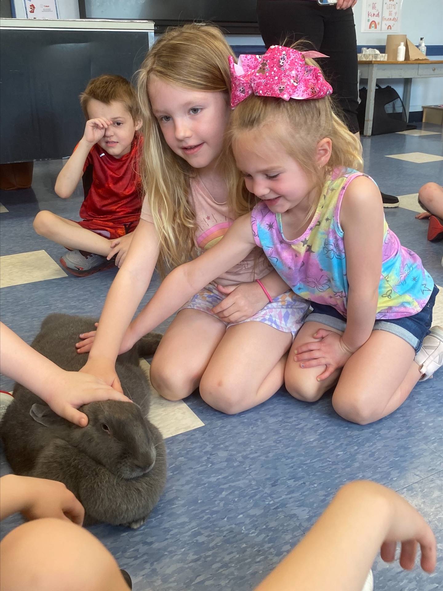 students petting a large gray bunny