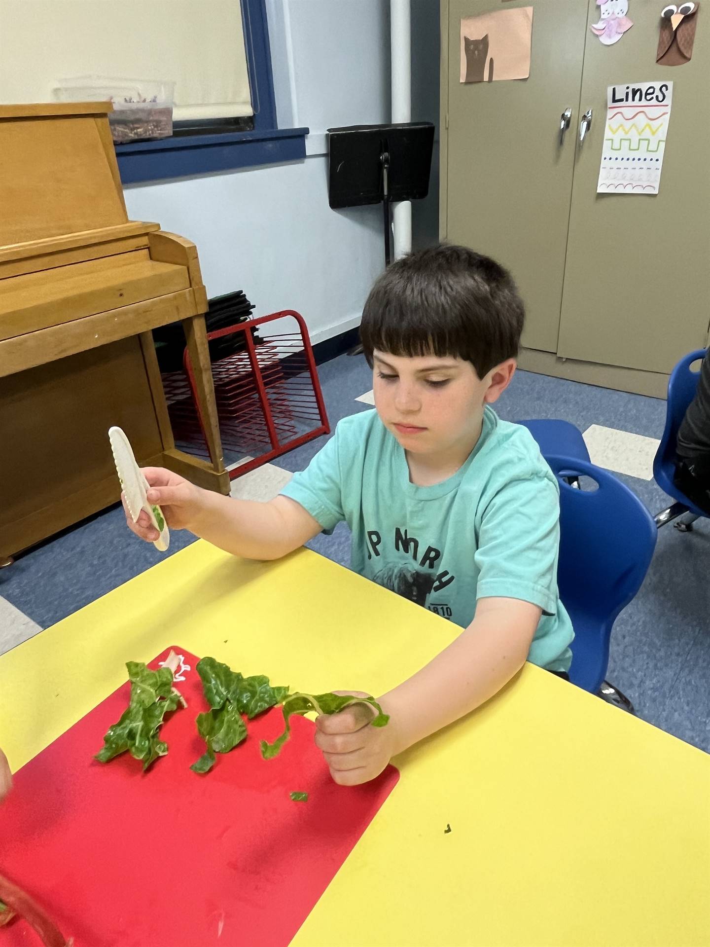 a student cutting up spinach greens.
