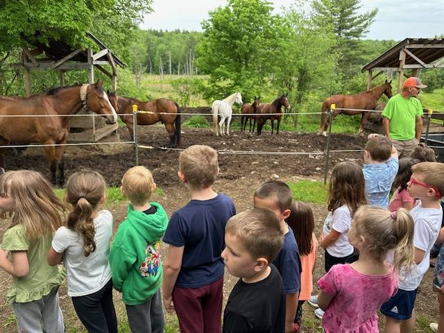 students observing horses in a field.