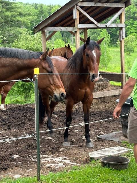 2 horses looking 