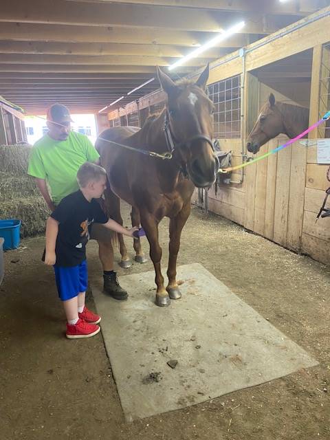 student helping to groom a horse