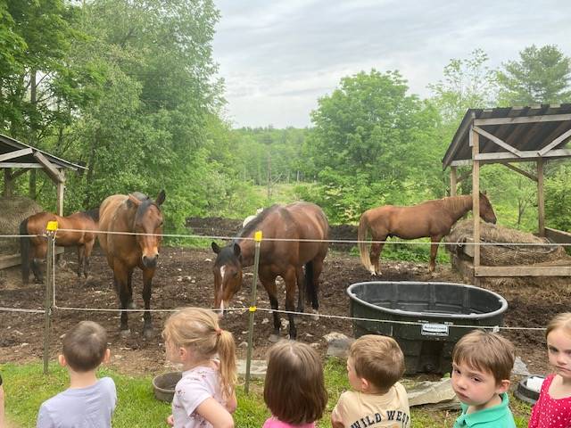 students looking at horses in a field.