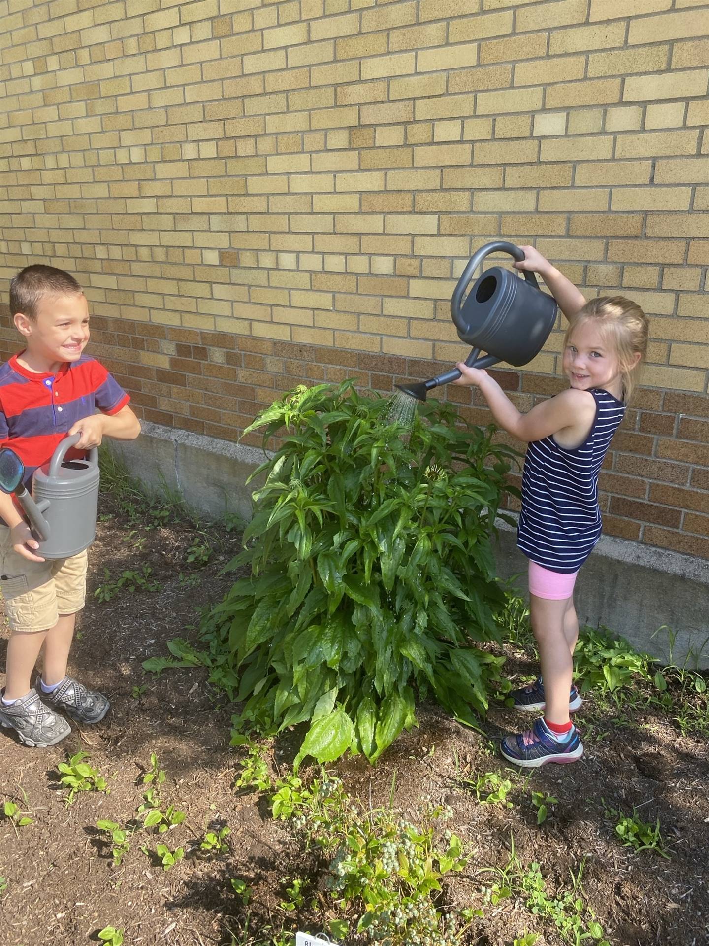 student pouring water onto a plant