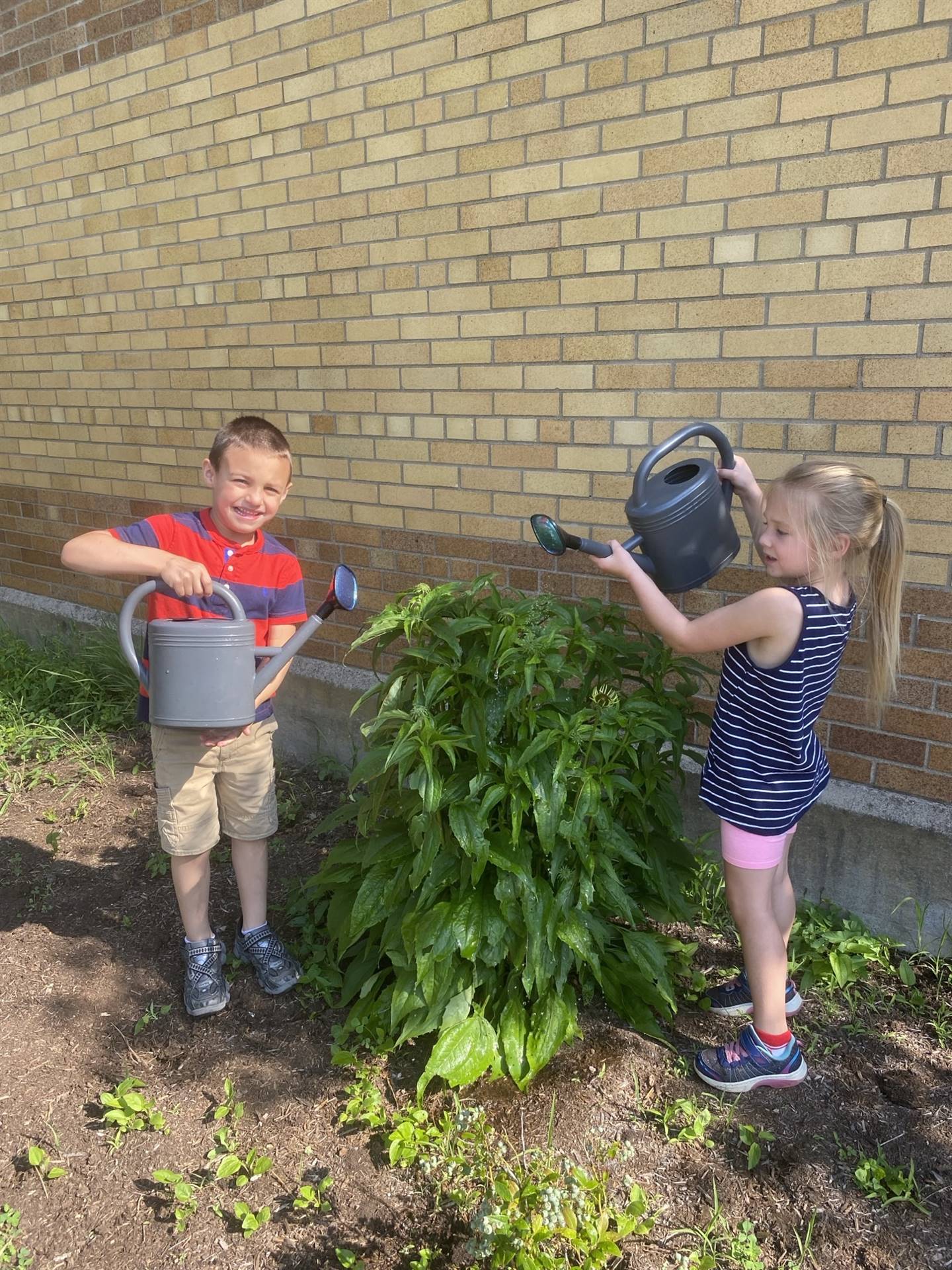2 students pouring water onto a plant