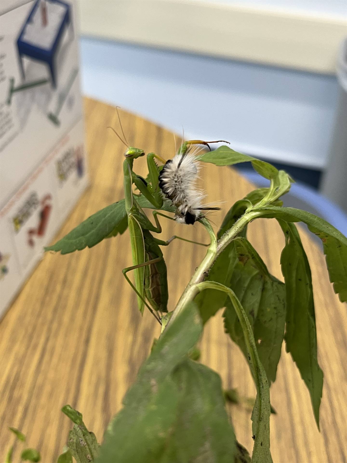 praying mantis eating a caterpillar