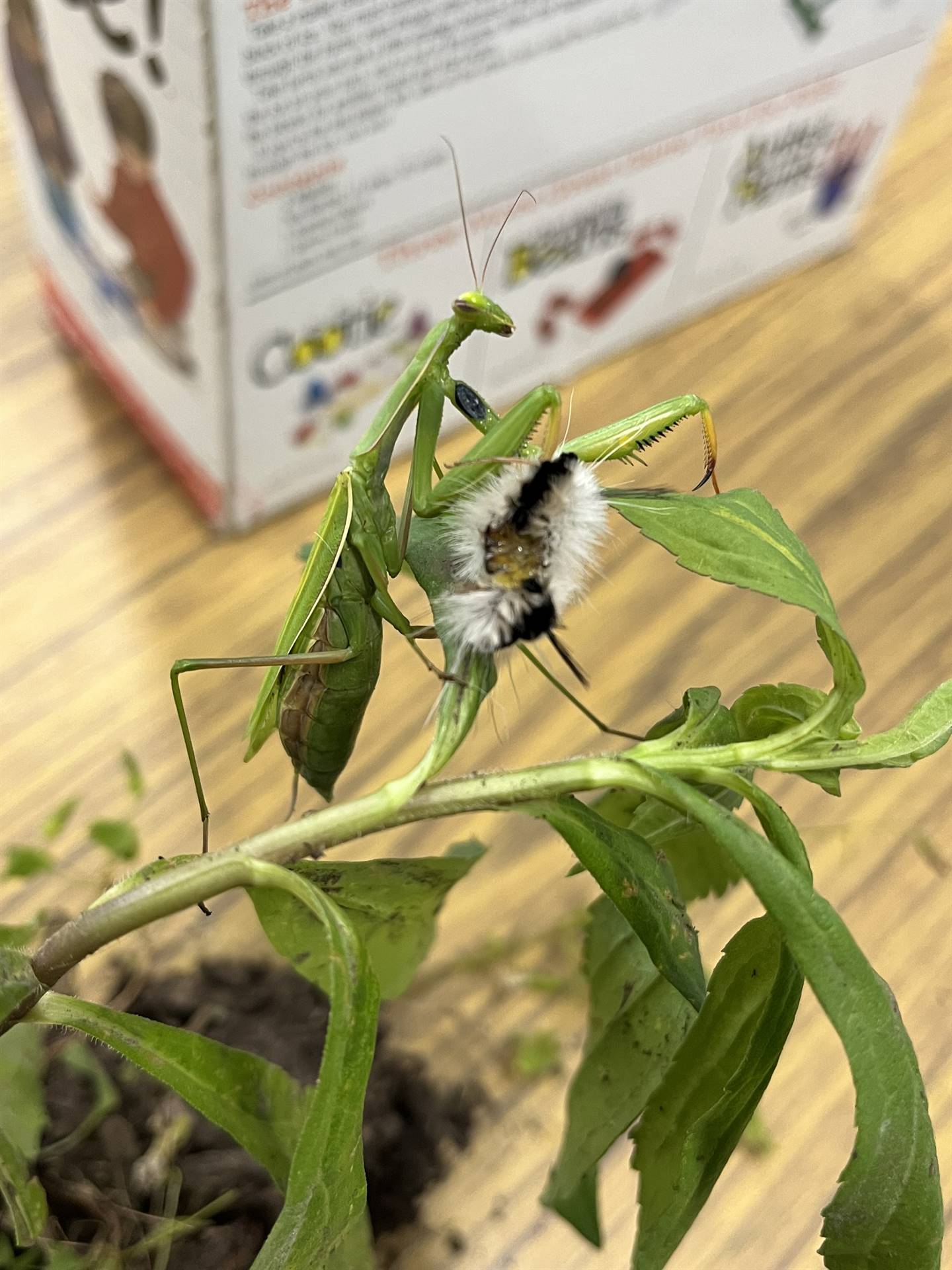 praying mantis eating a caterpillar