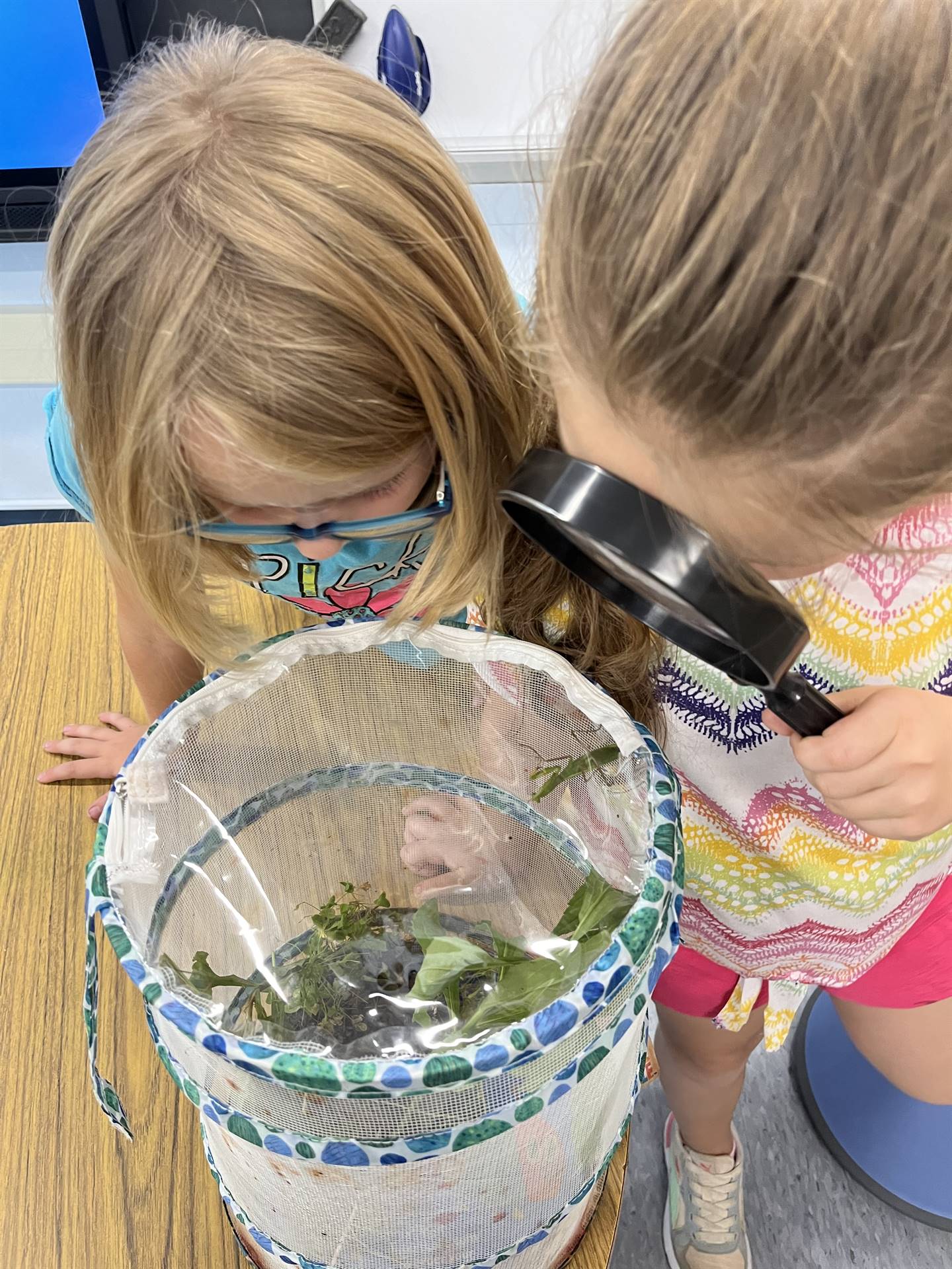 2 students using a magnifying glass to observe praying mantis